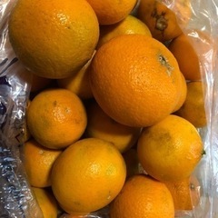 清見オレンジ（ハネ品）、里芋を生活用品などと交換しませんか？