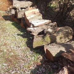 伐採した梅の木　薪