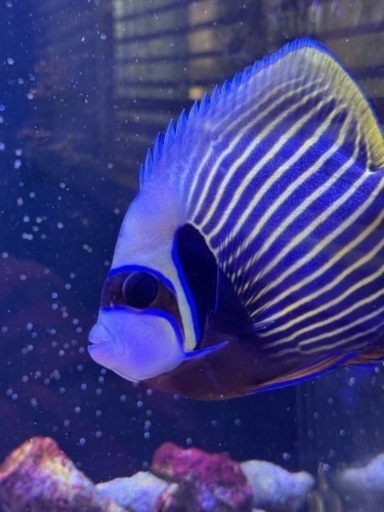 海水魚　タテキン　タテジマキンチャクダイXLサイズ　14〜17センチ