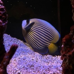 海水魚 タテキン タテジマキンチャクダイXLサイズ 14〜17センチ