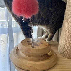 オシャレ 木製 猫のおもちゃ