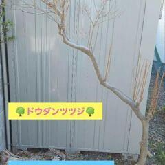 【ネット決済】ドウダンツツジ(植木)　ガーデンニング　3本　大きめ