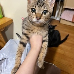 キジトラ、黒猫