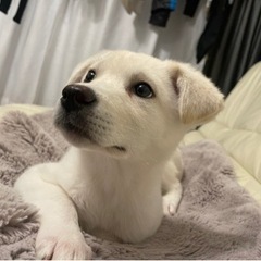 🐶素敵なご家族が決まりました🐶まっしろでふわふわの仔犬「なると🍥」🐶❤️ - 知多市