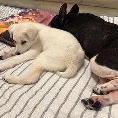 🐶素敵なご家族が決まりました🐶まっしろでふわふわの仔犬「なると🍥」🐶❤️ - 犬