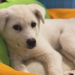 🐶素敵なご家族が決まりました🐶まっしろでふわふわの仔犬「なると🍥...