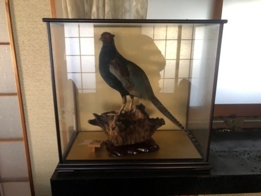 キジ 剥製 雄