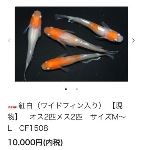 めだか
