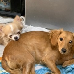 迷い犬　発見しました😀