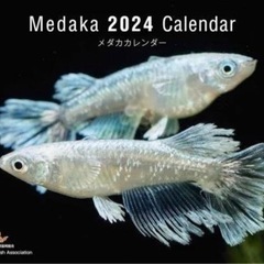 2024年　メダカカレンダー　