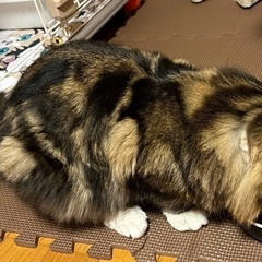 メインクーンMIXのニコルちゃん - 猫