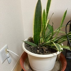 観葉植物　サンスベリア