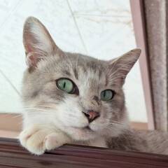 洋猫らしいブルーの目の可愛い子猫の里親を探しています