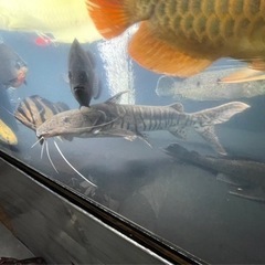 タイガーシャベルノーズ60±