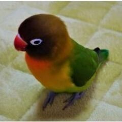 鳥を探しています