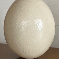 ガチョウの卵　　1個