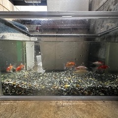 水槽と金魚
