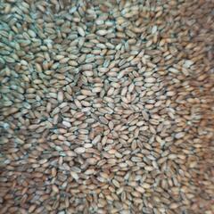シロガネ小麦30キロ