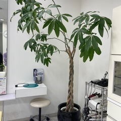 【取引中】①観葉植物　植木　ガーデニング　パキラ　①