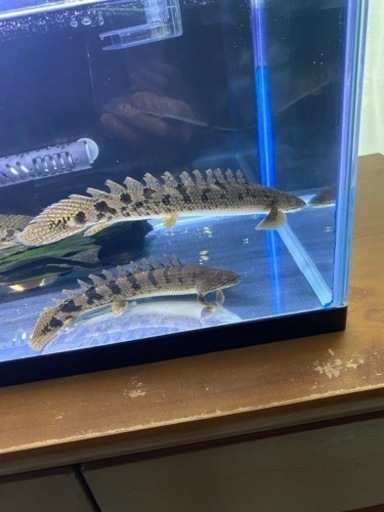 ポリプテルス デルヘッジ