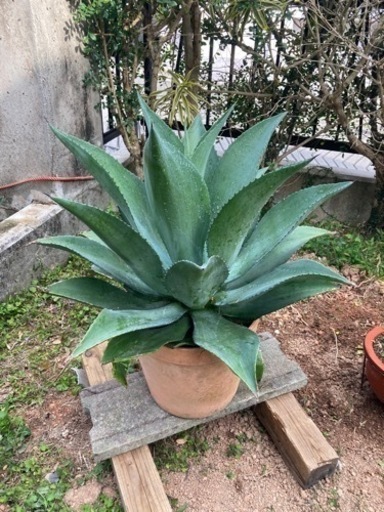 アガベ　大型
