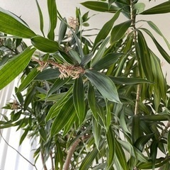 【取引中】ACTUSの鉢に入った植物