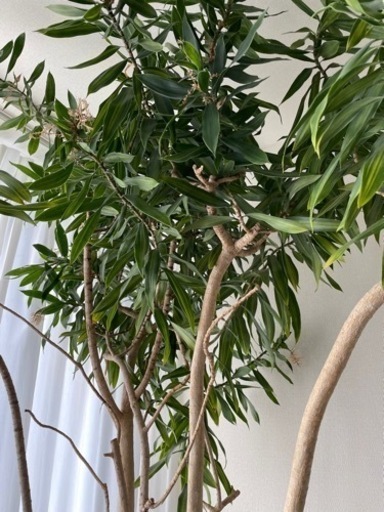【取引中】ACTUSの鉢に入った植物