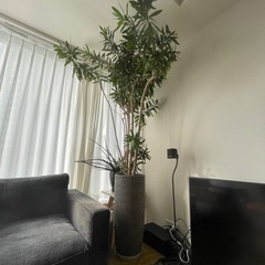 【取引中】ACTUSの鉢に入った植物