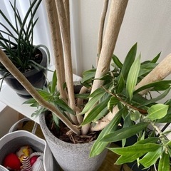 【取引中】ACTUSの鉢に入った植物