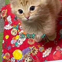 I公園の子猫 − 愛知県