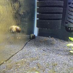 石巻貝とアマフネ貝