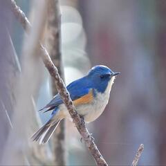 バードウォッチング、野鳥観察、野鳥撮影仲間募集。