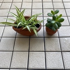 48-観葉植物　２鉢セット