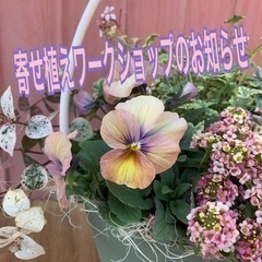 春の大人可愛い寄せ植えワークショップ