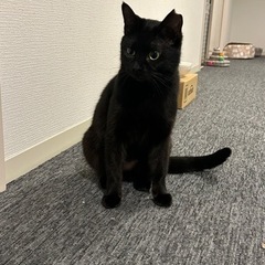 黒猫カヤちゃん　女の子 - 高松市