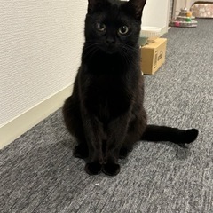 黒猫カヤちゃん　女の子