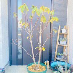 【低木】西洋シャクナゲ・ピンク花（樹高1.5m）12号スリット鉢付き