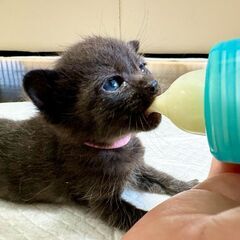１ヶ月未満の赤ちゃん子猫。真冬に生まれた黒猫・女の子。