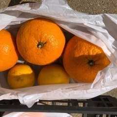 柑橘類5つ  1袋