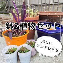 【鉢&植物セット】ガーデニング　お洒落な植物　植木鉢　苗
