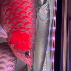 ※最終値下げ　ブラックアロワナ　約50cm