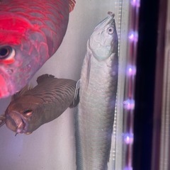 ※最終値下げ　ブラックアロワナ　約50cm