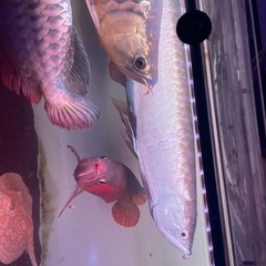 ※最終値下げ　ブラックアロワナ　約50cm