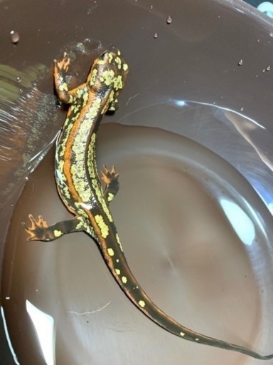 【厳選個体】超激レア全身金箔個体！！オキナワシリケンイモリ・ 爬虫類・かわいい・金箔 ・ 厳選個体】超激レア全身金箔個体！！オキナワシリケンイモリ・ 爬虫類