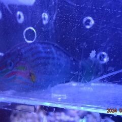 海水魚　飼いやすく丈夫なベラ　差しあげます。