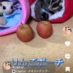 ももんがヘテロ