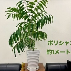 観葉植物　ポリシャス約1メートル　陶器鉢付き