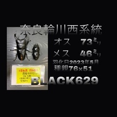 【国産オオクワガタNO.42]即ブリ:奈良輪系統73ミリペアー(B品)