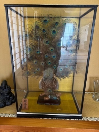 【中古品】雉恋雀　剥製　孔雀剥製
