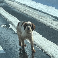 迷子の犬探していませんか？ - 虻田郡